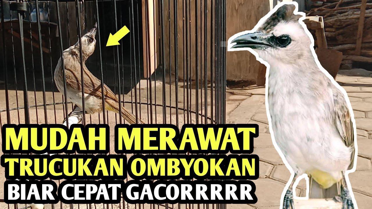 Tips Agar Burung Gacor XL dengan Cepat dan Mudah